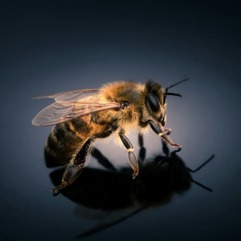 ¿Qué hacen las abejas durante el invierno?