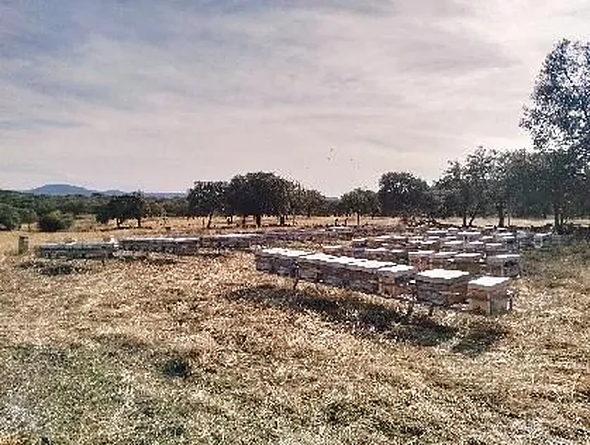 Colmenas alineadas entre encinas en la Dehesa Charra
