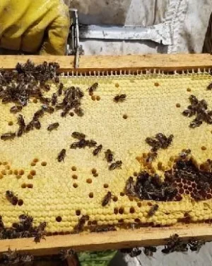 Cuadro completo de cría con abejas
