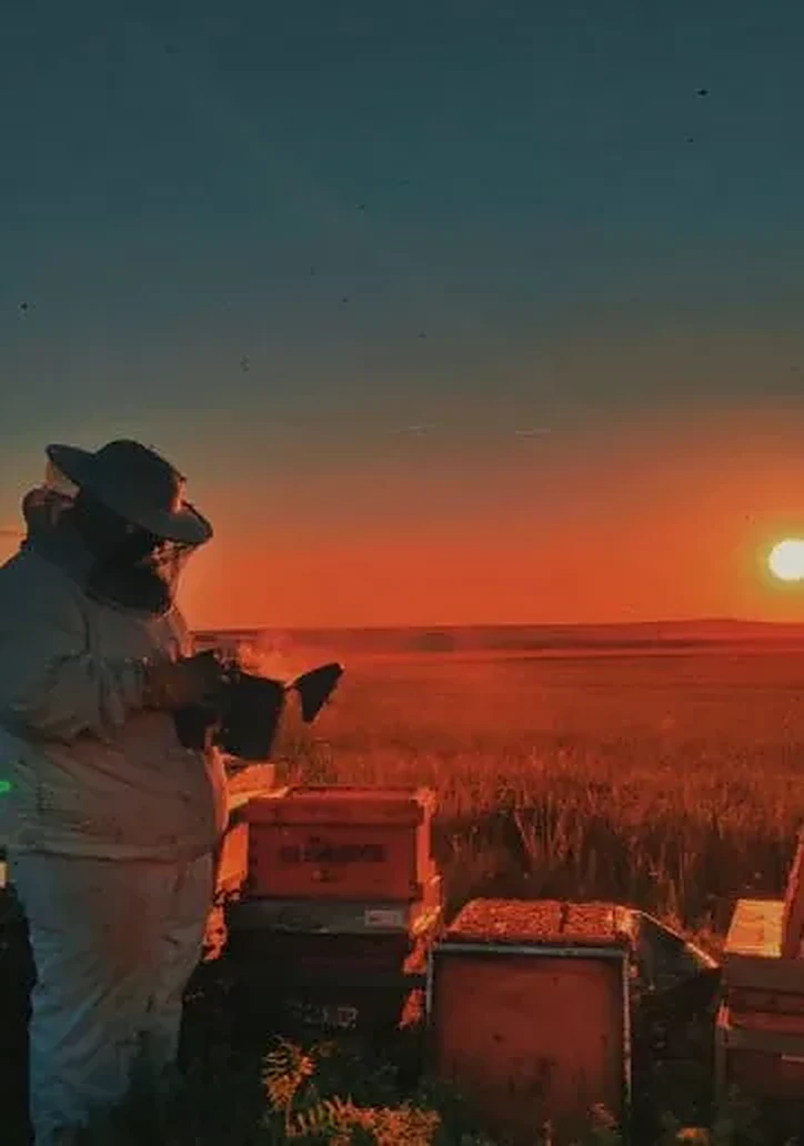 David ahumando las colmenas al atardecer