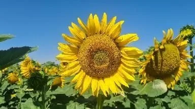 Girasoles en flor