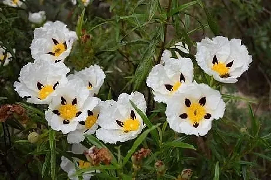Flores de jara blanca en Monfragüe