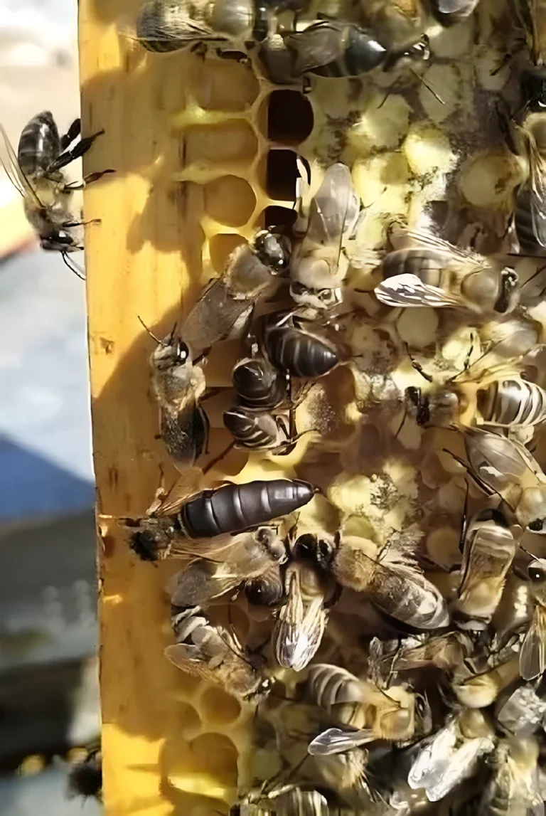 Abeja reina en el panal