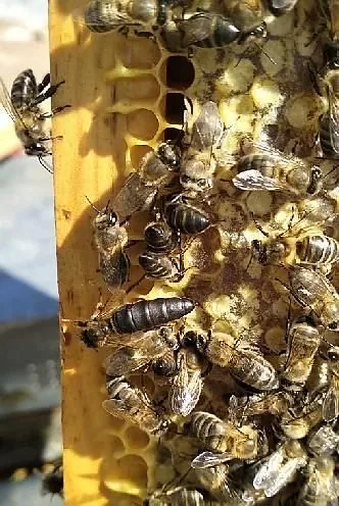 Abeja reina en el panal